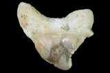 Pathological Shark (Otodus)Tooth - Morocco #108261-1